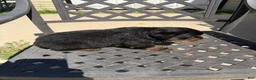 Rottweiler dogs for sale: Puppy 1 - Ad 4