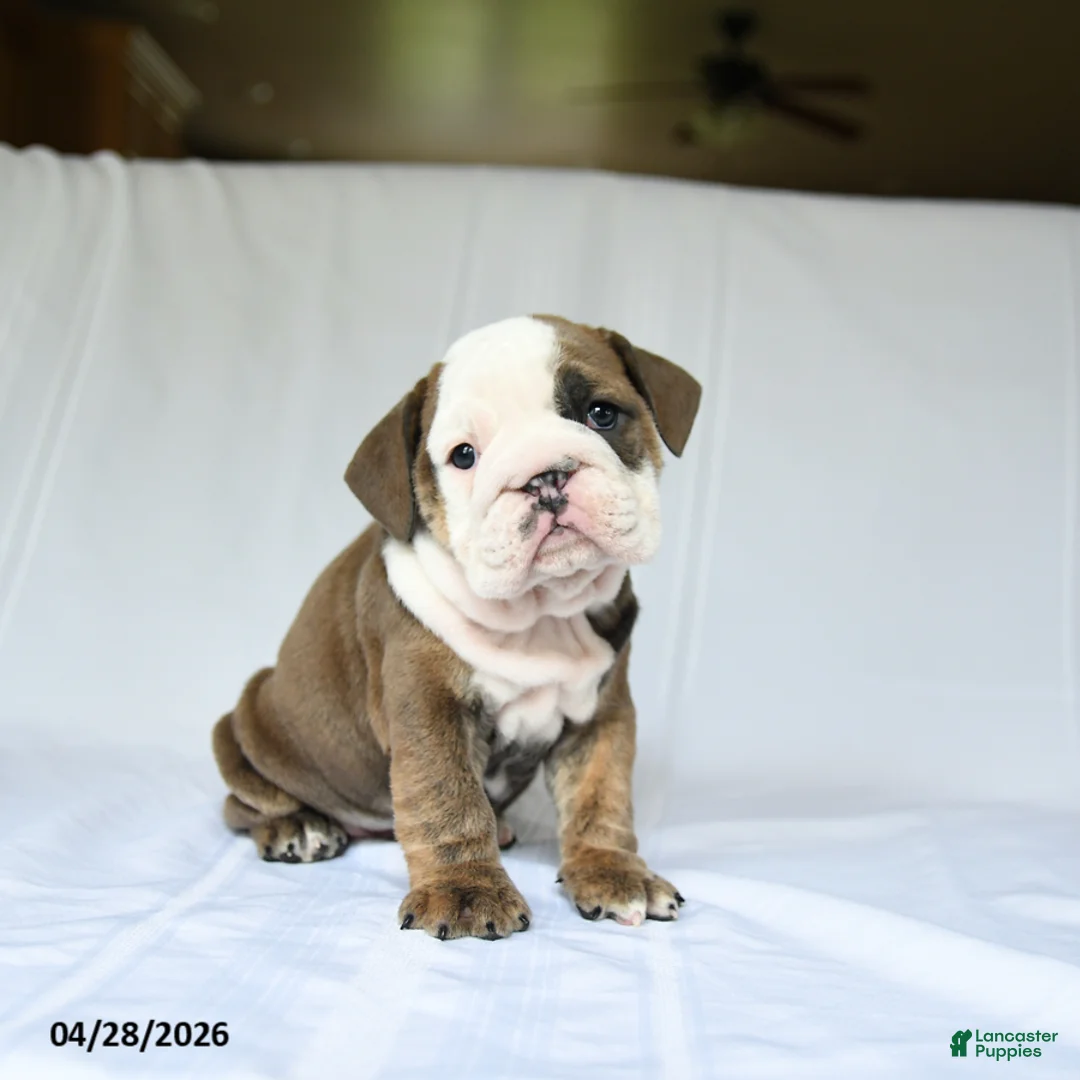 English Bulldog dogs for sale: Hope - Ad 1