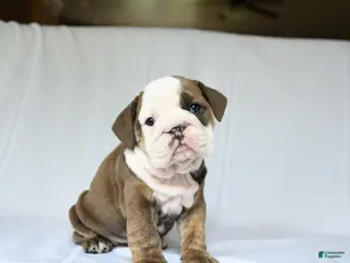 English Bulldog dogs for sale: Hope - Ad 4