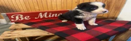 Australian Shepherd dogs for sale: Archer - Ad 8