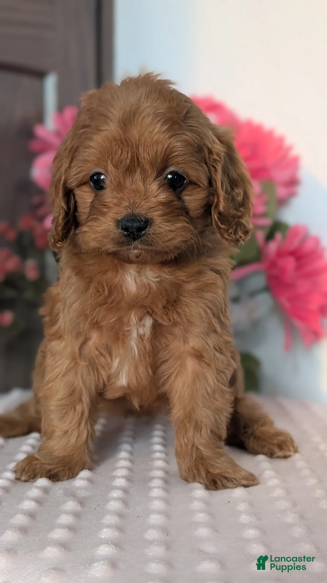 Cavapoo dogs for sale: Talia - Ad 5