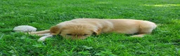 Golden Retriever dogs for sale: Copper - Ad 10
