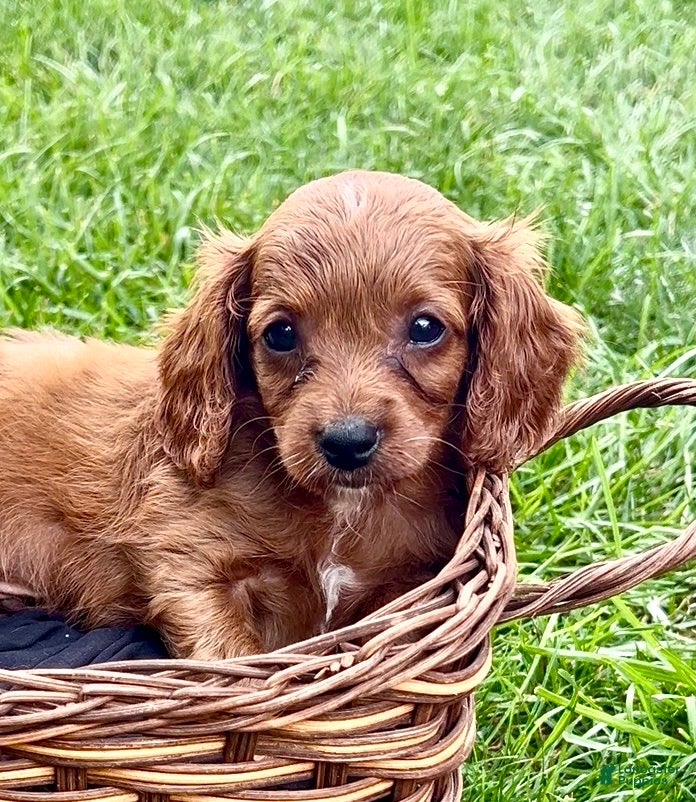 Cavapoo dogs Baxter - Ad 1