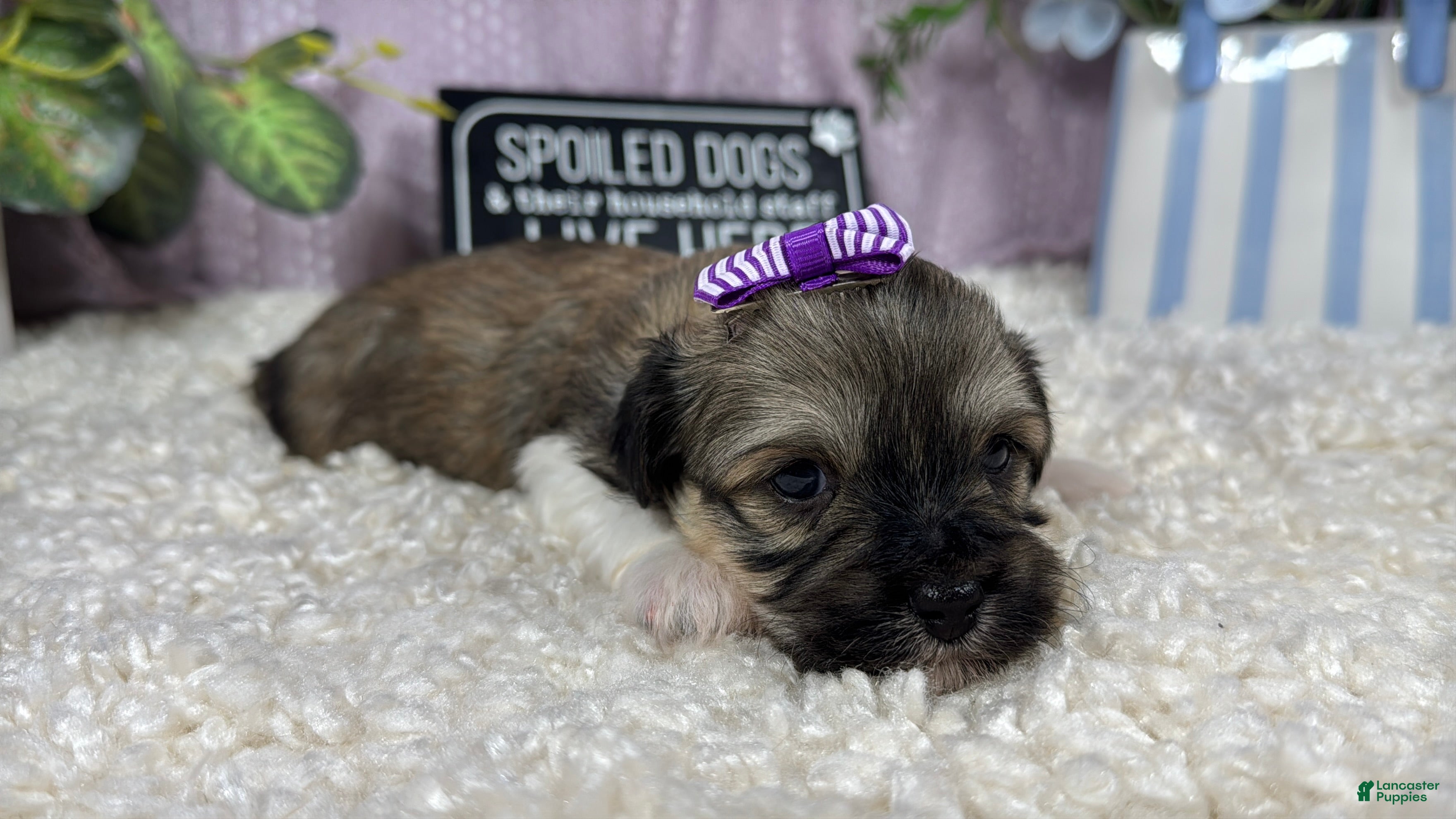 Havanese dogs Havanese 3 - Ad 10
