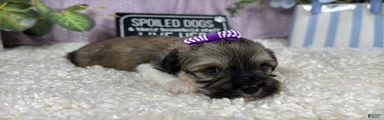 Havanese 3