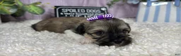 Havanese dogs for sale: Havanese 3 - Ad 1