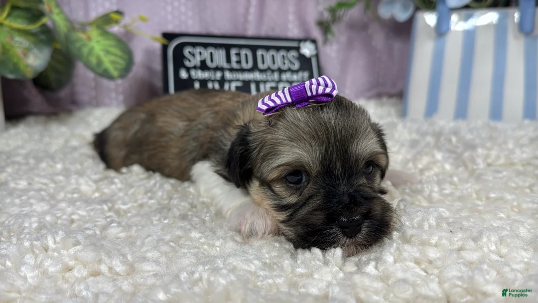 Havanese dogs for sale: Havanese 3 - Ad 1
