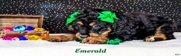 Bernedoodle dogs for sale: Emerald - Ad 5