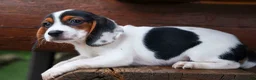 Beagle dogs for sale: Dolly💗 - Ad 10