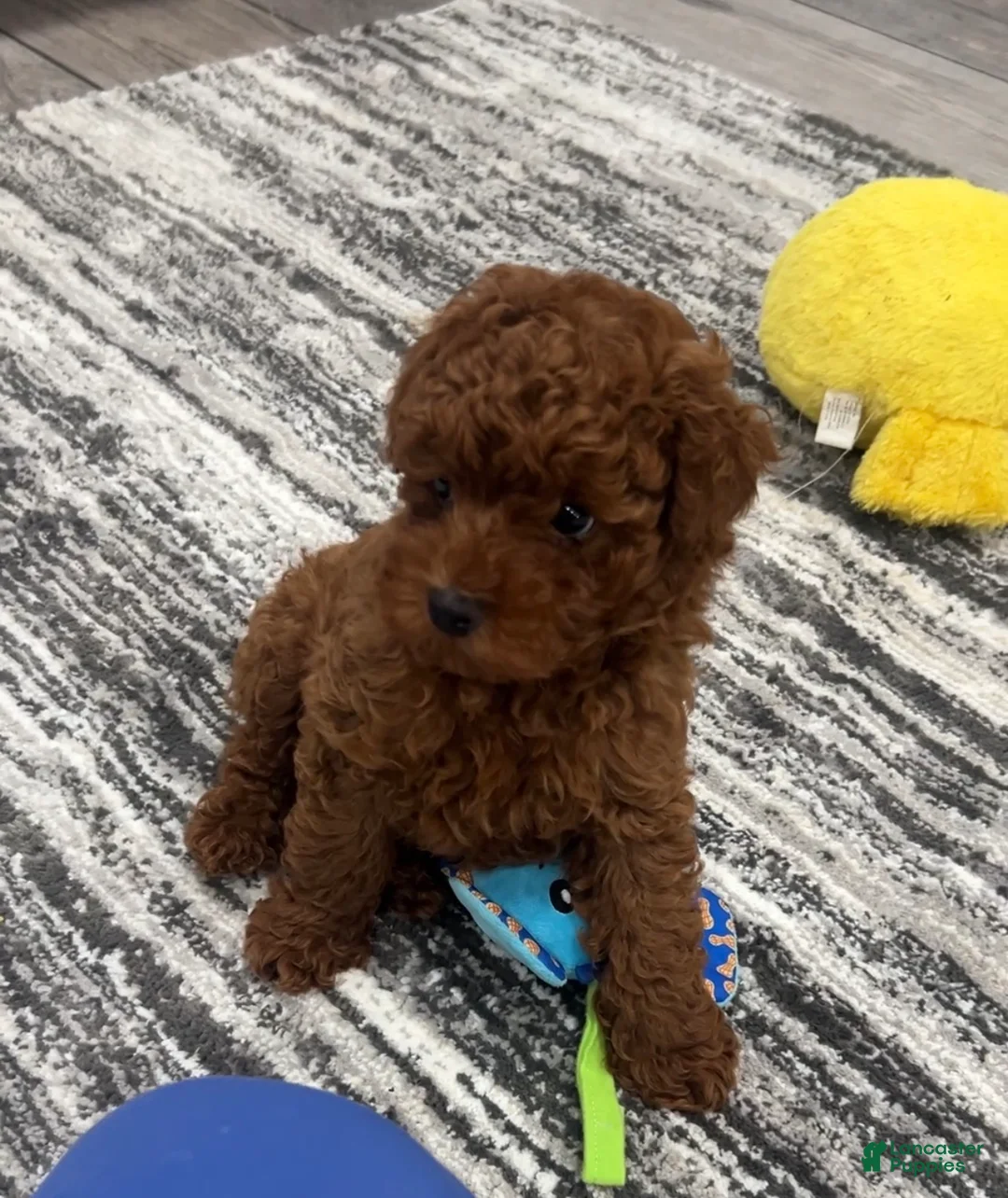 Toy Poodle dogs for sale: Toy Poodle Puppy 1 - Ad 2