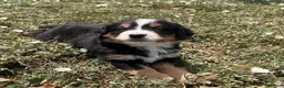 Bernese Mountain Dog dogs for sale: Paisley - Ad 25