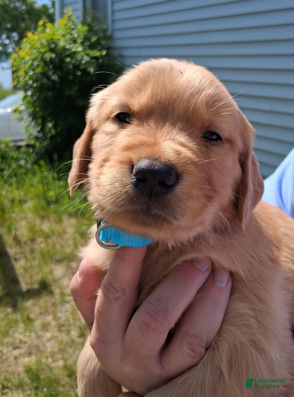 Golden Retriever dogs Golden Retriever 1- Buoy - Ad 1