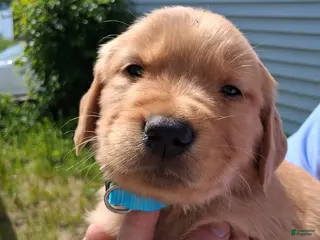 Golden Retriever dogs for sale: Golden Retriever 1- Buoy - Ad 1