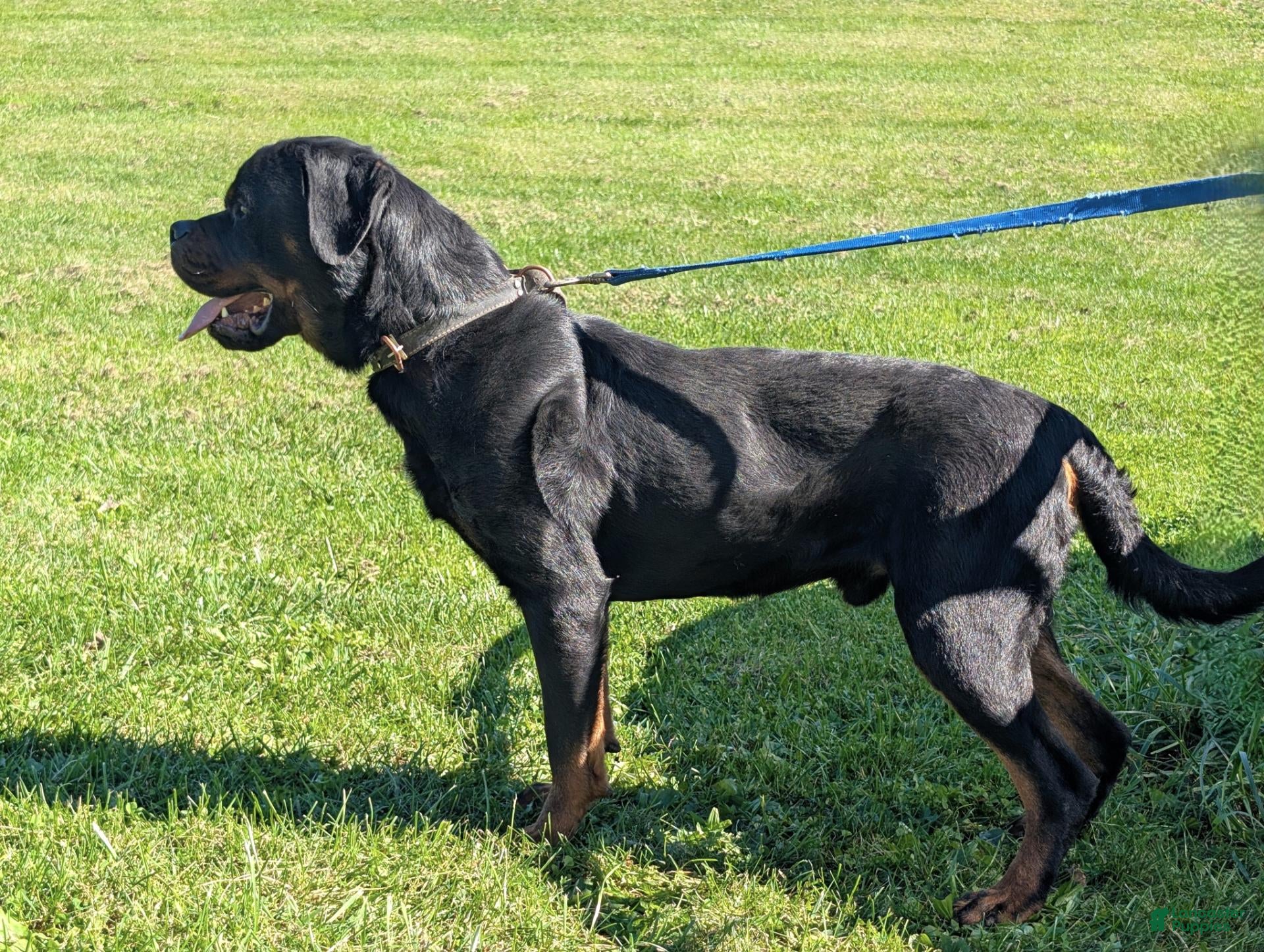 Rottweiler dogs for sale: rambo - Ad 18