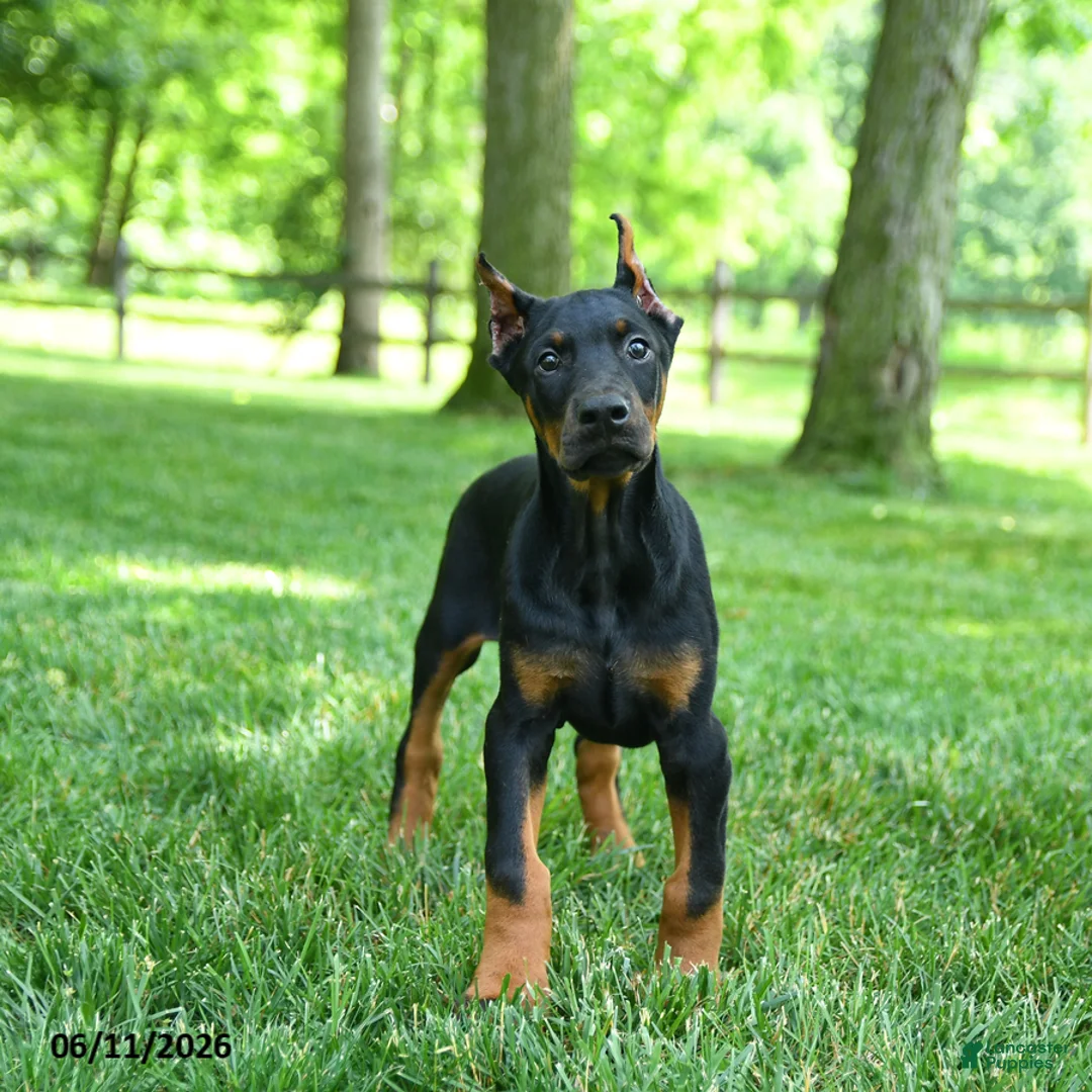 Doberman Pinscher dogs for sale: Lars - Ad 3