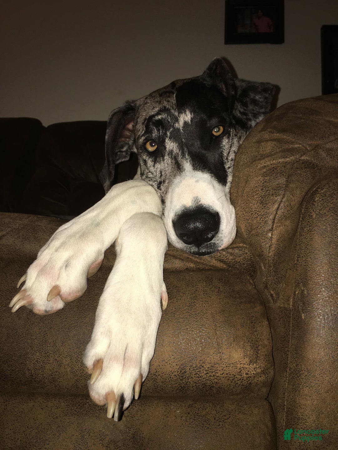 Great Dane dogs for sale: Great Dane Puppy 2 - Ad 2