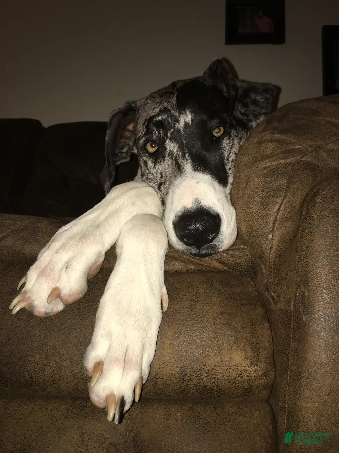 Great Dane dogs for sale: Great Dane Puppy 2 - Ad 2