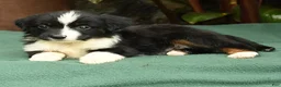 Miniature Australian Shepherd dogs for sale: Roxie - Ad 5