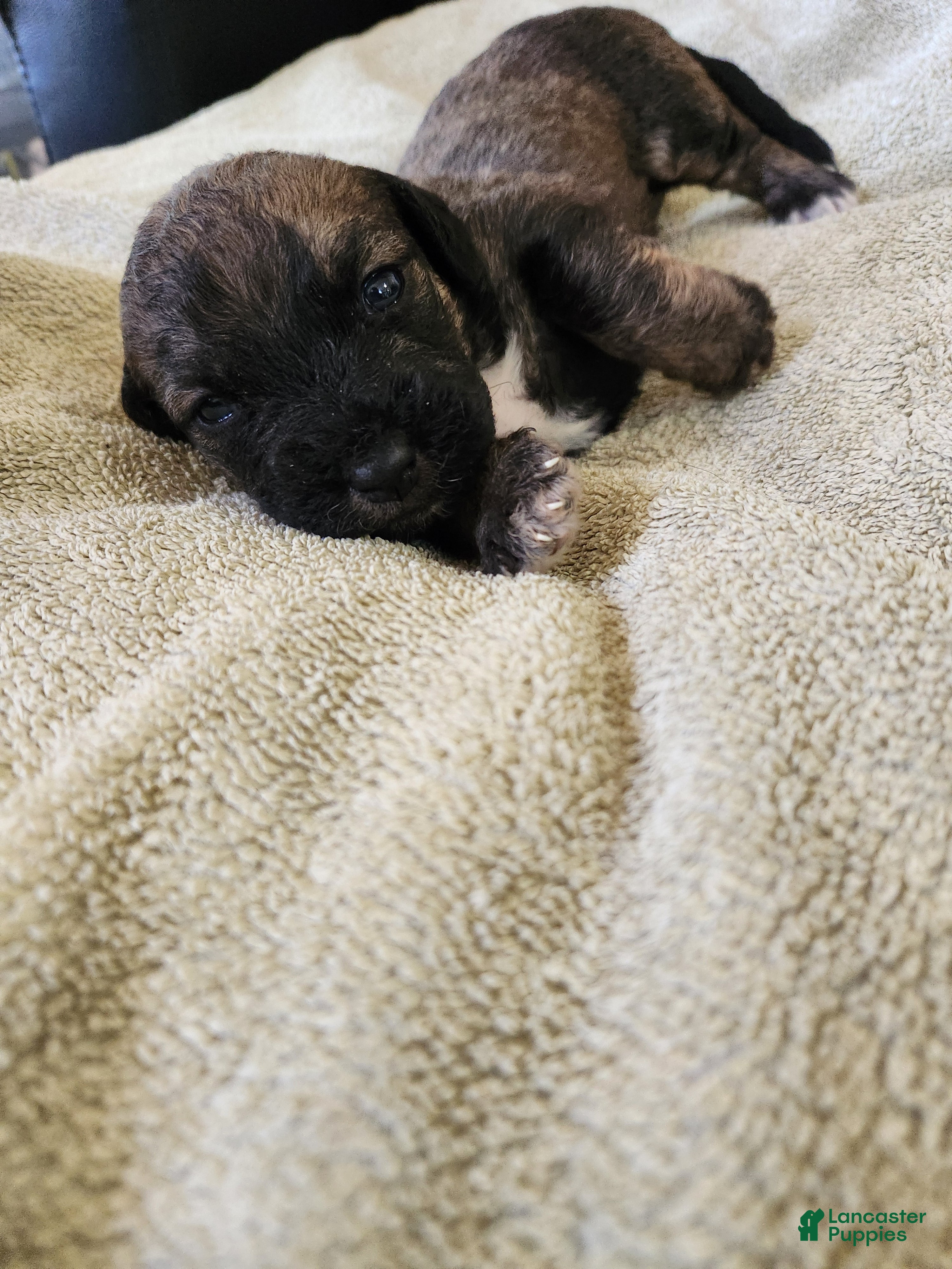 Mixed Breed dogs Brown Merel Brindle Girl. Beautiful Colors  - Ad 41