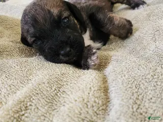 Mixed Breed dogs Brown Merel Brindle Girl. Beautiful Colors - Ad 41