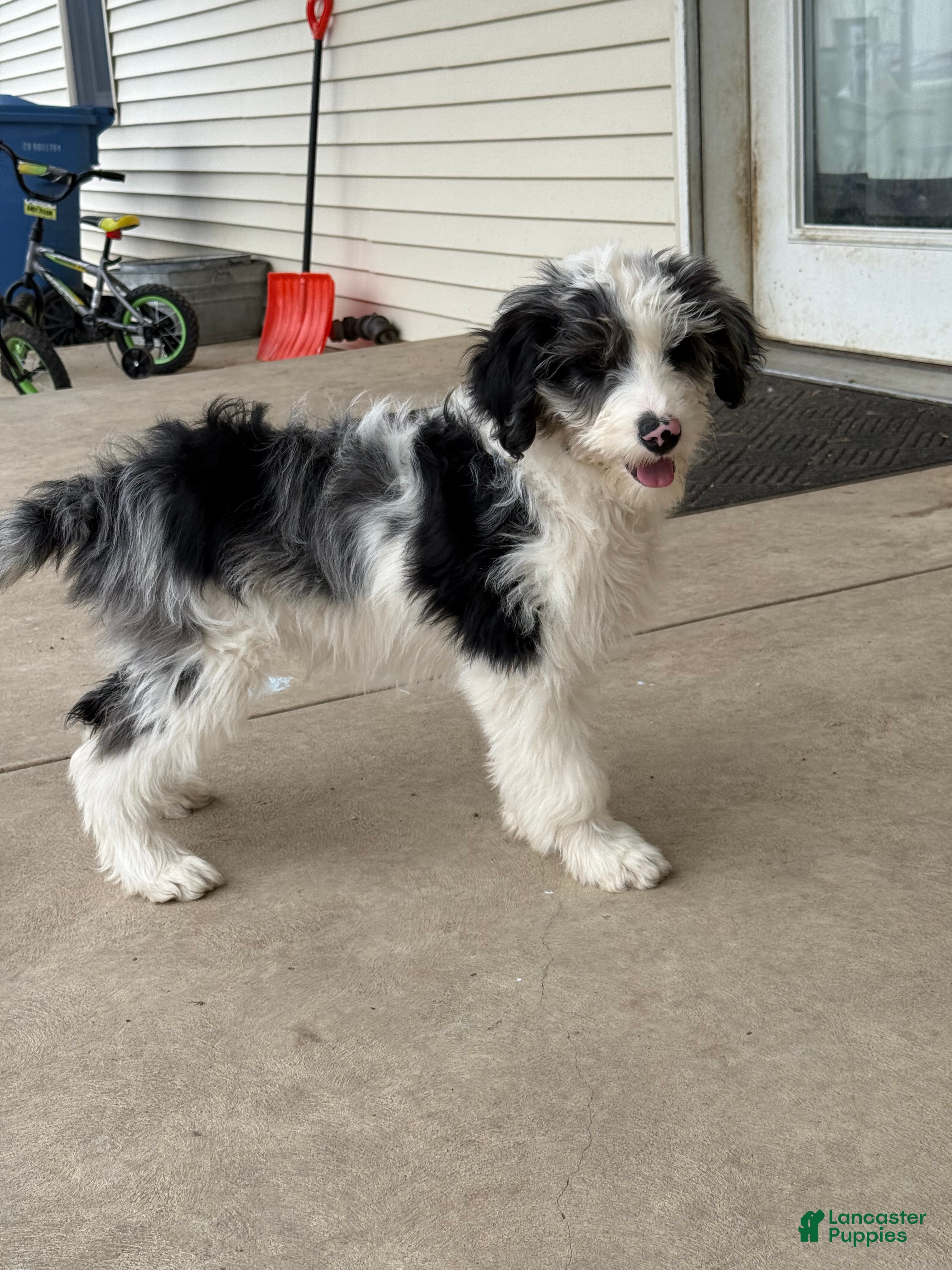 Aussiedoodle dogs Crown - Standard F1 - Ad 11