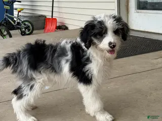 Aussiedoodle dogs Crown - Standard F1 - Ad 20