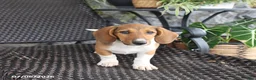Mixed Breed dogs for sale: Charlotte - Ad 3