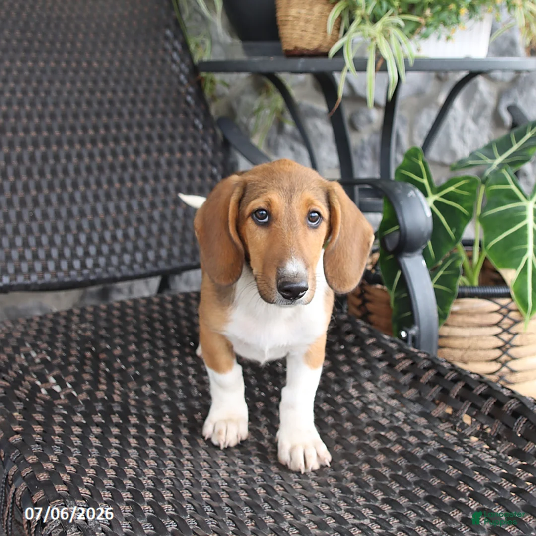 Mixed Breed dogs for sale: Charlotte - Ad 3