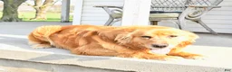Golden Retriever dogs for sale: Doris - Ad 7