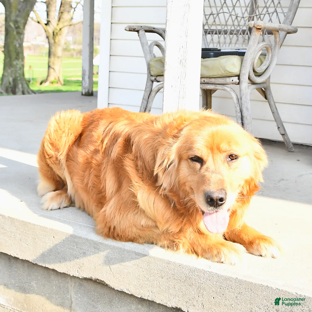 Golden Retriever dogs for sale: Doris - Ad 7