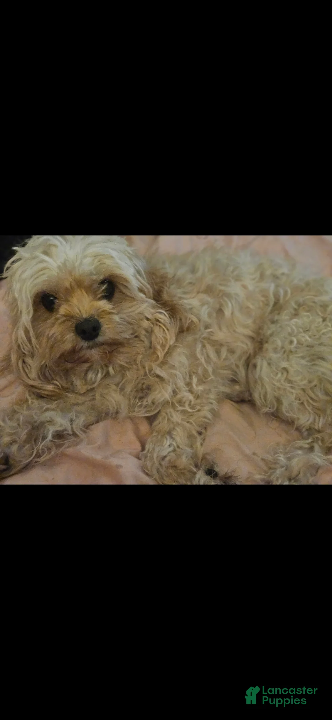 Cavapoo dogs for sale: Cavapoo Puppy 1 - Ad 2