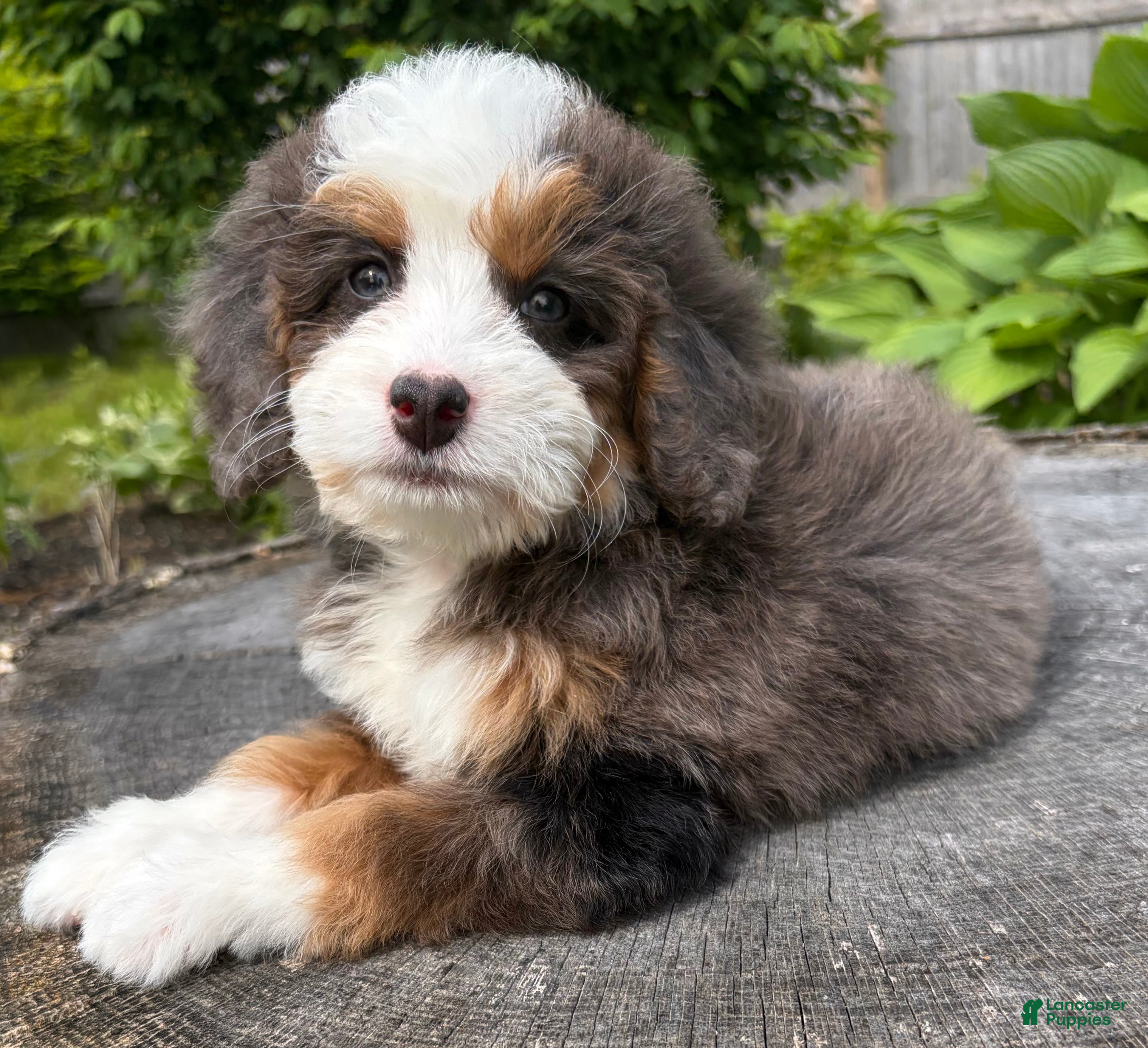 Mini Bernedoodle dogs 🧡IN BOSTON MASSACHUETTS AREA🧡TINY BLUE MERLE TRI COLOR🧡MINI BERNEDOODLE🧡 - Ad 1