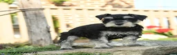 Miniature Schnauzer dogs for sale: Lincoln - Ad 4