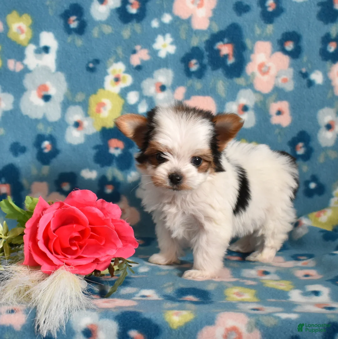 Yorkshire Terrier dogs for sale: Grits  - Ad 4