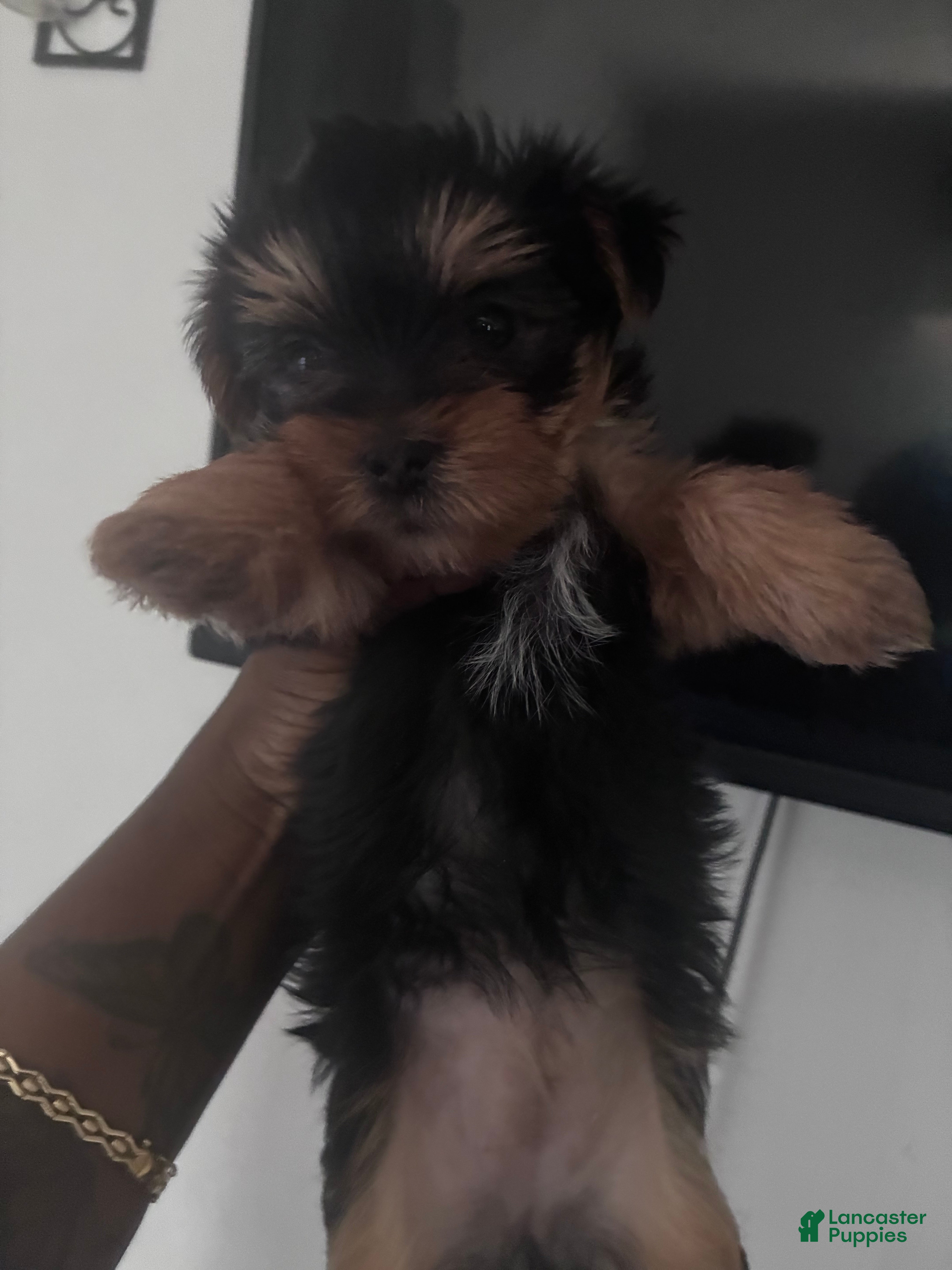 Yorkshire Terrier dogs Yorkshire Terrier 2 - Ad 1