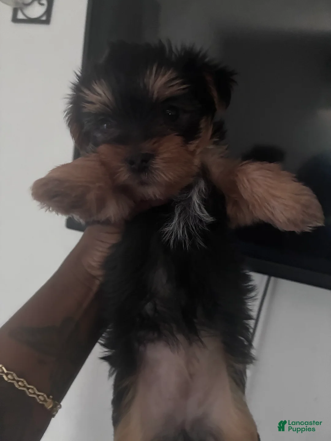 Yorkshire Terrier dogs for sale: Yorkshire Terrier 2 - Ad 1