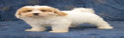 Havapoo dogs for sale: Duke - Ad 5