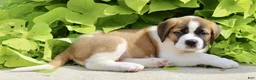 Saint Bernard dogs for sale: Gracie Beth - Ad 7