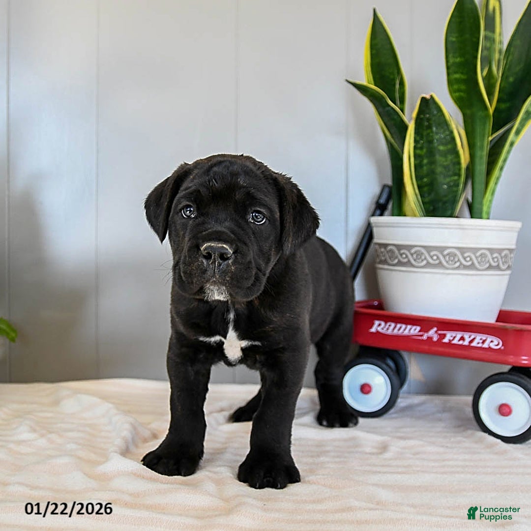 Cane Corso dogs for sale: Fido - Ad 1