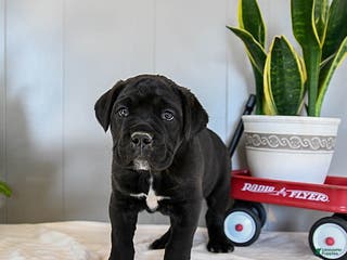 Cane Corso dogs Fido - Ad 6