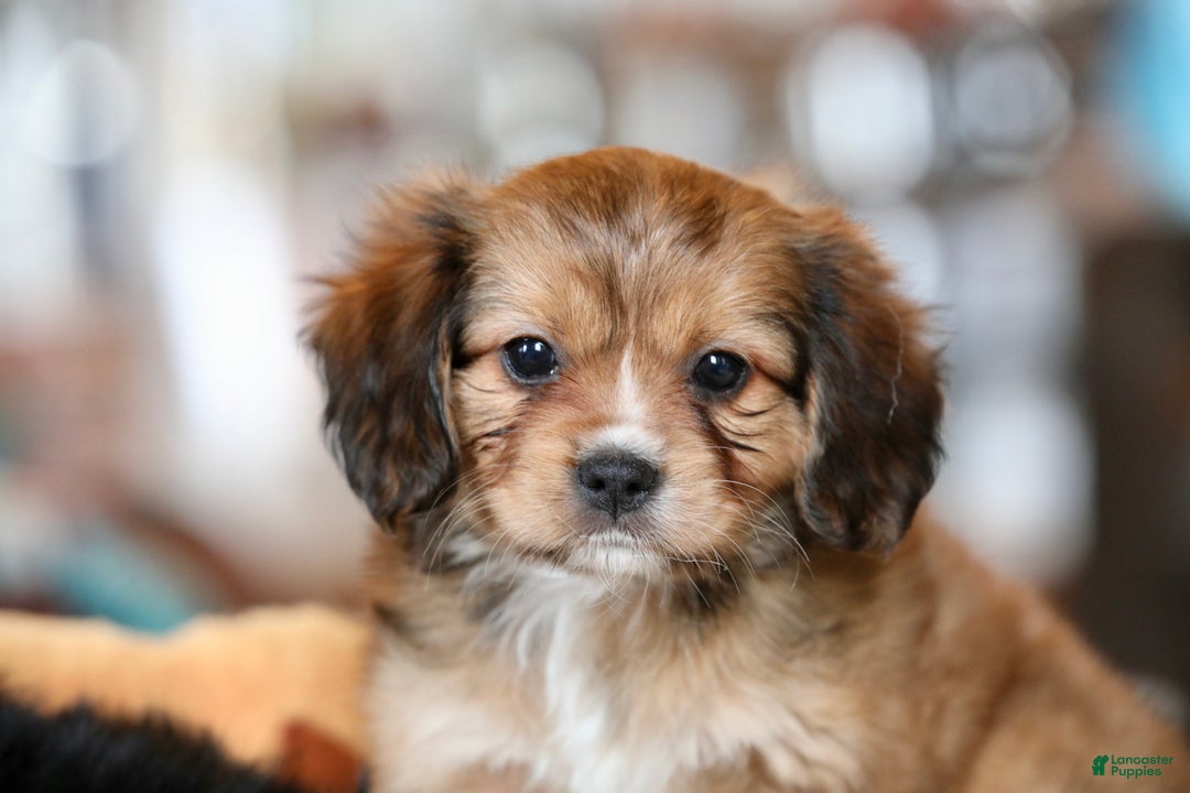 Mixed Breed dogs for sale: Cavalon Sparkle - Ad 1