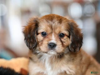 Mixed Breed dogs Cavalon Sparkle - Ad 5