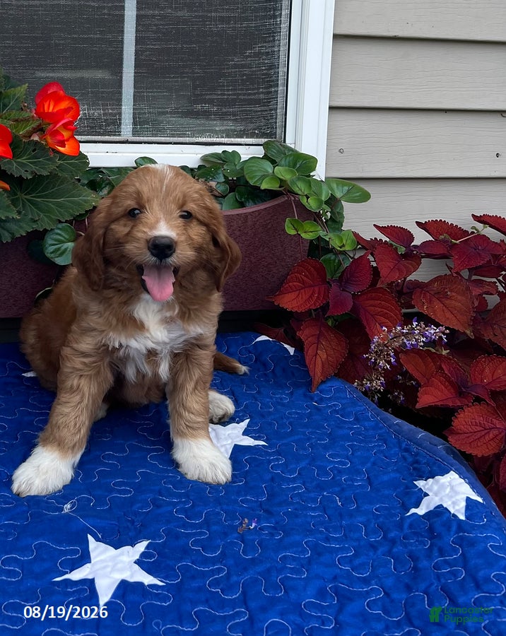 Mini Goldendoodle dogs Layla - Ad 2