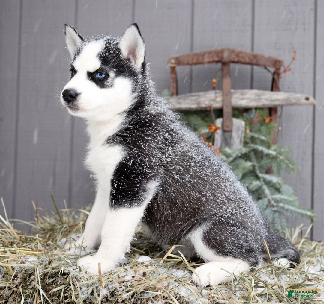 Siberian Husky dogs for sale: Flicka - Ad 6
