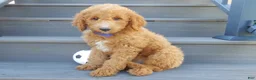 Mini Goldendoodle dogs for sale: Jake (Medium) - Ad 3