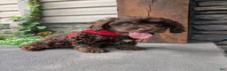 Cavapoo dogs for sale: Cody  - Ad 2