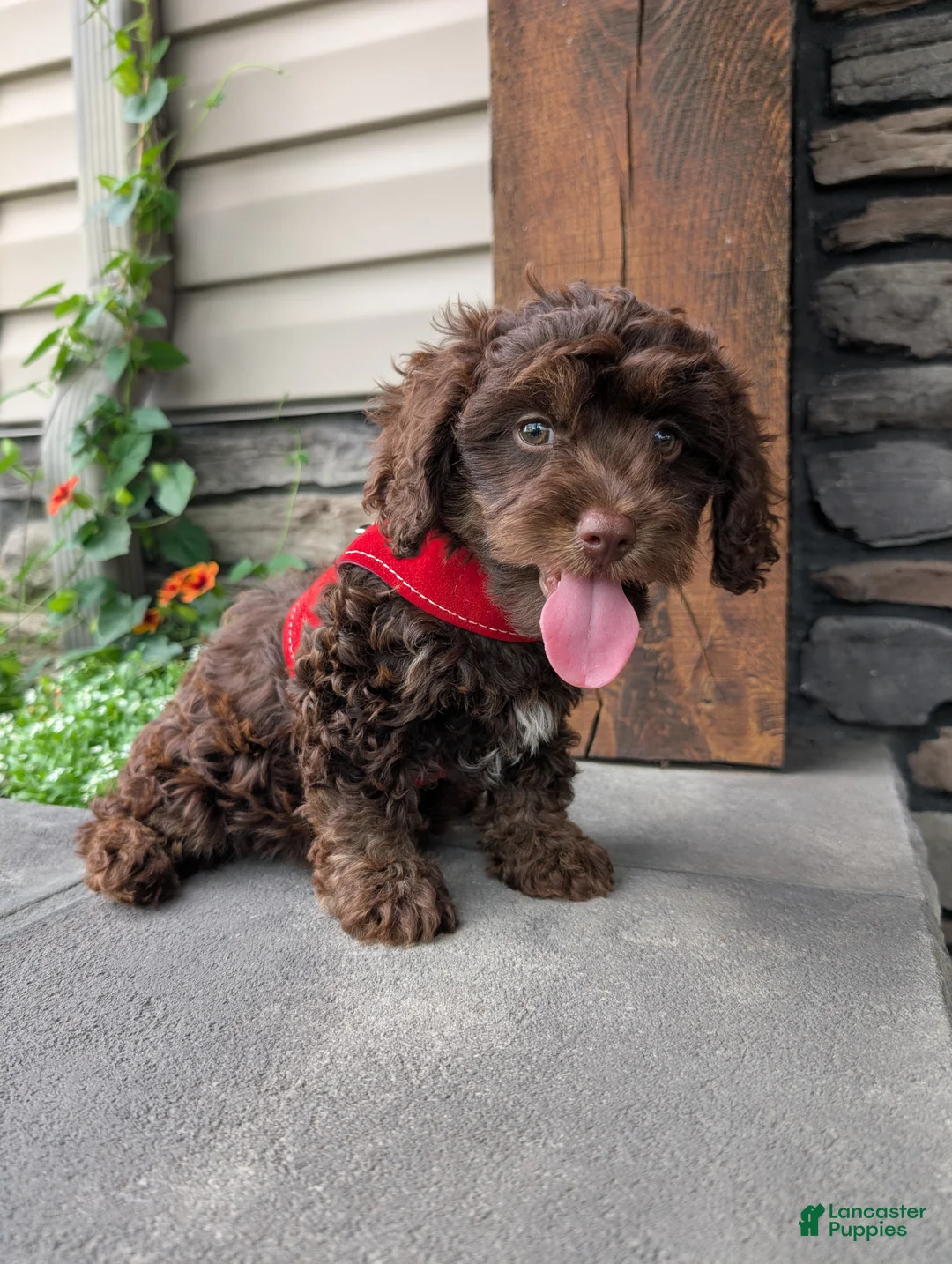 Cavapoo dogs for sale: Cody  - Ad 2