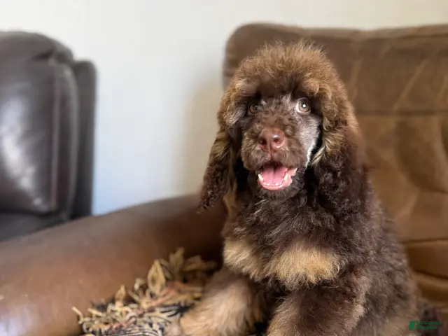 Standard Poodle dogs Hazel - Ad 5
