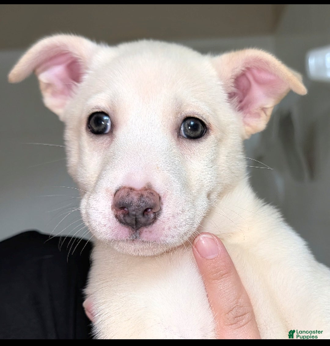 Pitsky dogs Stella - Ad 2