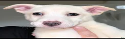 Pitsky dogs for sale: Stella - Ad 2